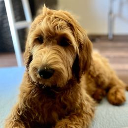 Red Boy - Apricot Goldendoodle puppy in Winters, California from 7HL Doodles