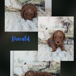 Donald - Red  male Goldendoodle puppy in Newdale, Idaho from Canyon Creek Puppies