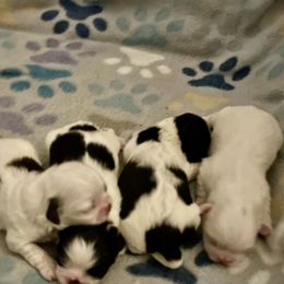 Pekingese Puppies from Della Serra Pekingese