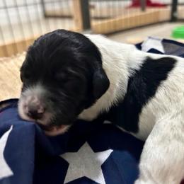 Girl 2 - Black and white female Aussiedoodle puppy in Eastland, Texas from H5 Mini Doodles