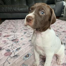 Baby Blue - Liver and white female German Shorthaired Pointer puppy in Hot Springs, Virginia from Thunder Mountain Gun Dogs