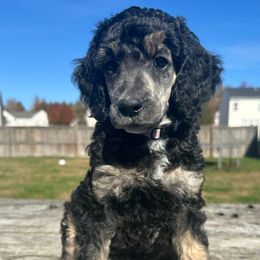 Misty - Phantom female Poodle puppy in Denton, Maryland from Cajun Girl Kennels