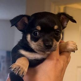 Joffrey - Black sabled fawn male Chihuahua puppy in Washington, Washington, D.C. from VIP Chihuahuas