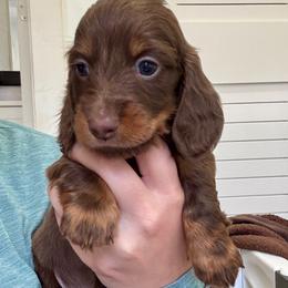 Stewie - Chocolate and tan male Dachshund puppy in Southwest Ranches, Florida from Breezy Florida Dachshunds