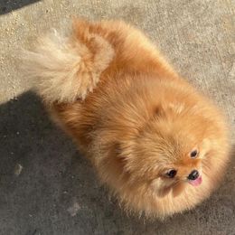 Princess - Pomeranian