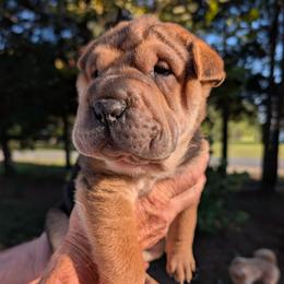 Boy 3 - Black sable male Chinese Shar-Pei puppy in Autryville, North Carolina from T&D'S Razen Wrinkles Shar-pei