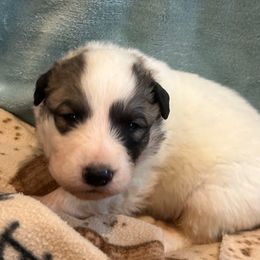 LINK Black collar male - White and badger male Great Pyrenees puppy in Fair Grove, Missouri from Allen Wags & Woolies