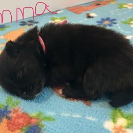 Emma - Black female Pomeranian puppy in Ocala, Florida from Roxy's Pomeranian Puppies