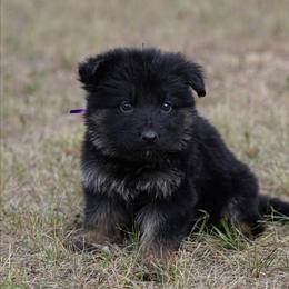 Purple Ribbon - Black and red female German Shepherd puppy in Howard City, Michigan from Sherman's Shepherds