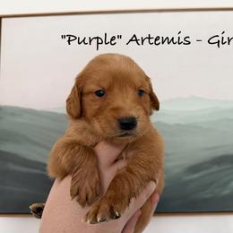 Artemis - Dark golden female Golden Retriever puppy in Weston, Missouri from Love is Golden