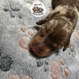 Wander - Dapple male Dachshund puppy in Hoquiam, Washington from Heyd's Mini Dachshunds