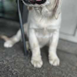 Linda - Light golden Golden Retriever puppy in Escondido, California from Sandy Acres Golden Retrievers