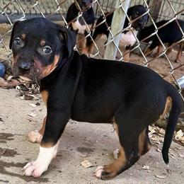 Male 3 - Black male Catahoula Leopard Dog puppy in Crestview, Florida from C4 Kennels of FL & AL