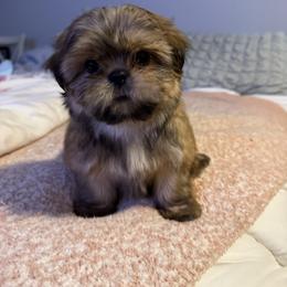 Cooper Jr - Tricolor male Shih Tzu puppy in Zephyrhills, Florida from Mary’s Shih Tzus