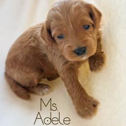 Ms. Adele - Red  female Goldendoodle puppy in Sacramento, California from Dandy Doodles Goldendoodles