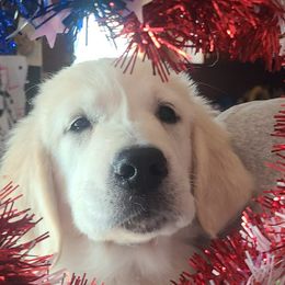 Golden Retrievers from Eagle Ridge Goldens