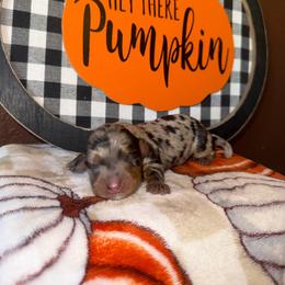 Casper - Dapple male Dachshund puppy in Flora Vista, New Mexico from Hot Diggity Doxies of NM