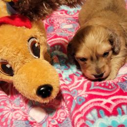 Dachshund Puppies from CLARK'S BREEDING PROGRAM