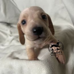 Biscuit - SH cream - Cream male Dachshund puppy in East Dover, Vermont from Audet’s Mini Dachshunds