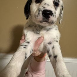 Vixen - White and black female Dalmatian puppy in Bremen, Georgia from Clark’s Dalmatians