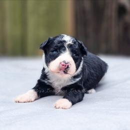 Thyme - Black and white female Aussiedoodle puppy in Centreville, Mississippi from Trin's Designer Doodles