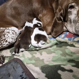 Bracco Italiano and Chihuahua Puppies from Snow Peak Kennel