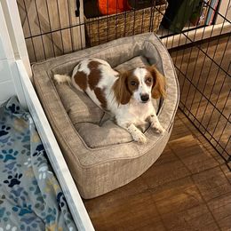 Holly - Dachshund