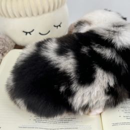 Miniature Australian Shepherd and Toy Australian Shepherd Puppies from Ollie's Aussies