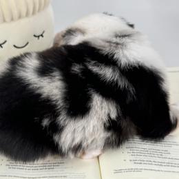 Miniature Australian Shepherd and Toy Australian Shepherd Puppies from Ollie's Aussies