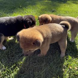 Shiba Inu Puppies from Anko Shibas