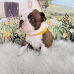 Boston Terrier Puppies from Our Gang Bostons