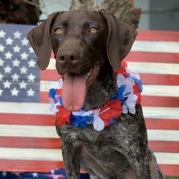 Blue - German Shorthaired Pointer
