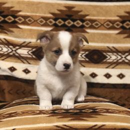 Pembroke Welsh Corgi Puppies from Naomi’s Corgis
