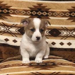 Pembroke Welsh Corgi Puppies from Naomi’s Corgis