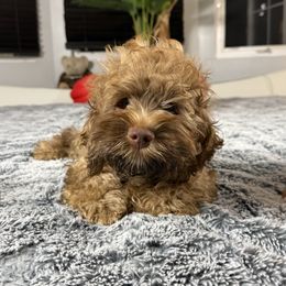 Willow - Brown white and tan male Cockapoo puppy in Queens, New York from The 2 Musketeers_Cockapoos