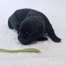 Nipsey Daiser - male Patterdale Terrier puppy in Yucaipa, California from Moormont Kennels