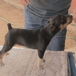 Rat Terriers from Squawcreek Kennels