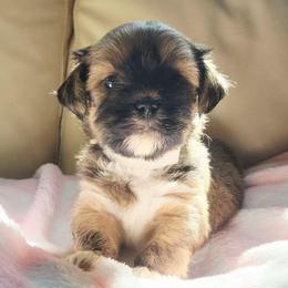 Annie - Brown female Lhasa Apso puppy in Jefferson, New York from Absolute Lhasa Love