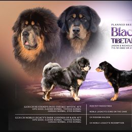 Tibetan Mastiff puppies from Black Feather Tibetan Mastiffs