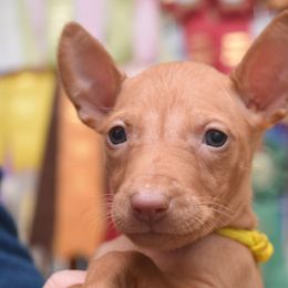 Z-Faro's I'll Be in My Bunk "Hazel" - Pharaoh Hound puppy in Willamsville, New York from Z-Faro Kennels