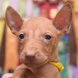 Z-Faro's I'll Be in My Bunk "Hazel" - Pharaoh Hound puppy in Willamsville, New York from Z-Faro Kennels