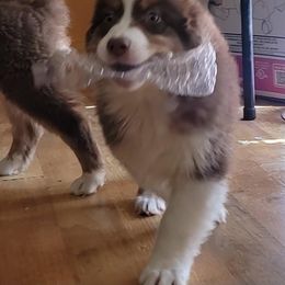 Australian Shepherd, Miniature American Shepherd, and Miniature Australian Shepherd Puppies from Alolan Angel Aussies