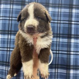 Girl 5 White collar - Panda female German Shepherd puppy in Pelham, North Carolina from P & P Shepherds