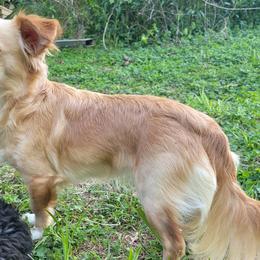 Companion Crosses and Dachshunds from Sweet Honey Bunn Hounds