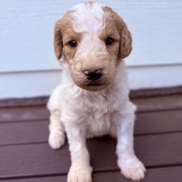 Mr. Smee - Parti male Goldendoodle puppy in Pittsburg, Texas from Peachy Pine Goldendoodles