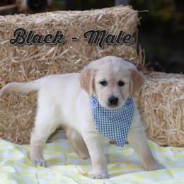 Golden Retriever Puppies from Valley County Goldens
