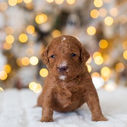 Poodle Puppies from Sweet Honey Moyen Poodles