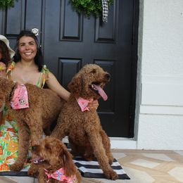 Goldendoodles from Goldendoodles Of Naples