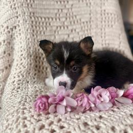 Gray Female - Black and tan female Pembroke Welsh Corgi puppy in La Porte City, Iowa from Cedar River Corgis