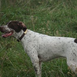 German Shorthaired Pointers from Tr7 Piney  Creek